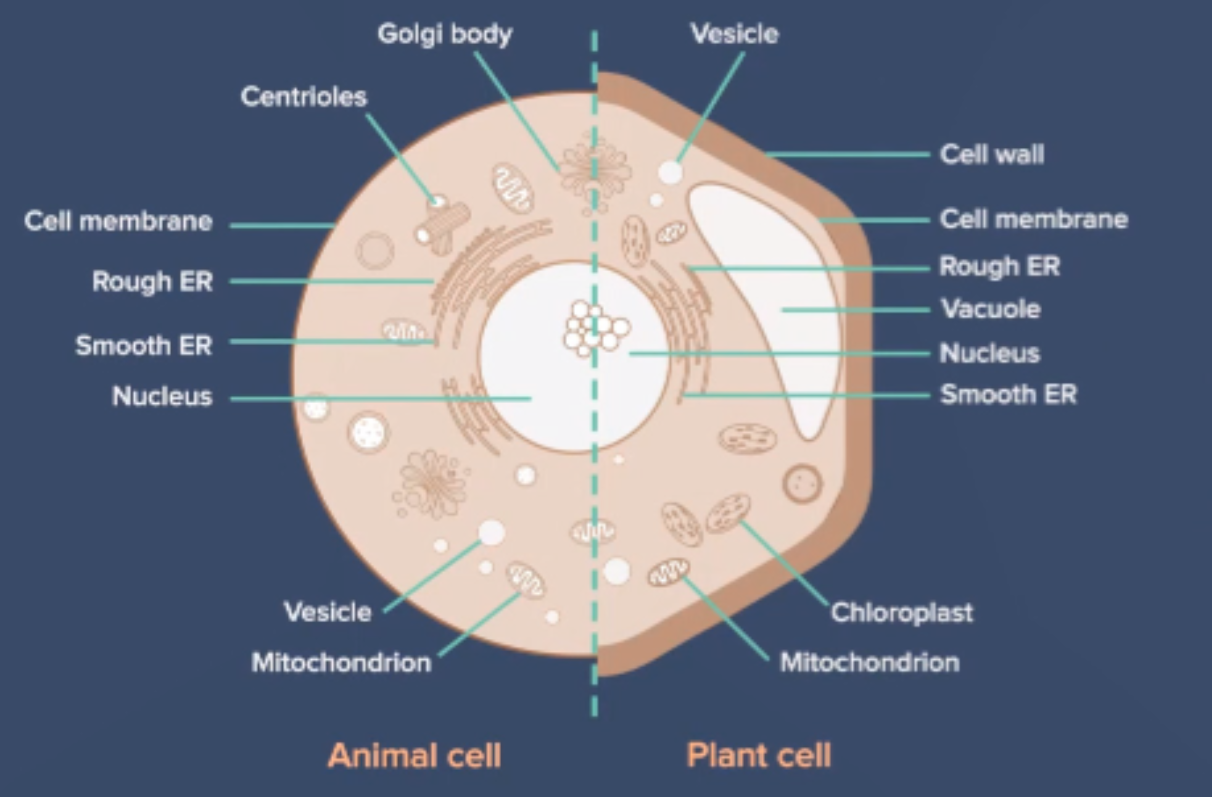 A Level Biology Exams Guide